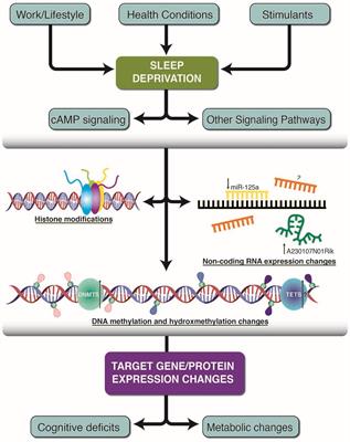 Frontiers Sleep Deprivation And The Epigenome